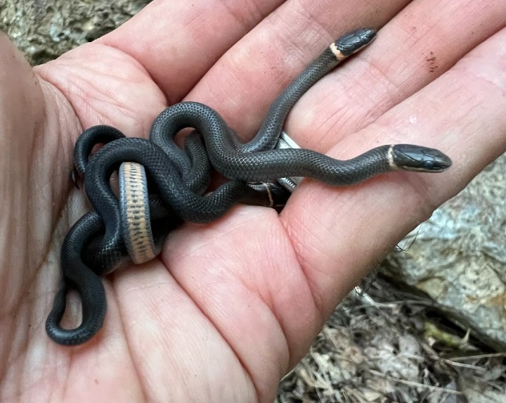 Ringneck Snakes